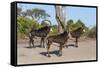 Sable (Hippotragus niger), Chobe National Park, Botswana, Africa-Ann and Steve Toon-Framed Stretched Canvas