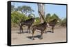 Sable (Hippotragus niger), Chobe National Park, Botswana, Africa-Ann and Steve Toon-Framed Stretched Canvas