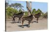 Sable (Hippotragus niger), Chobe National Park, Botswana, Africa-Ann and Steve Toon-Stretched Canvas