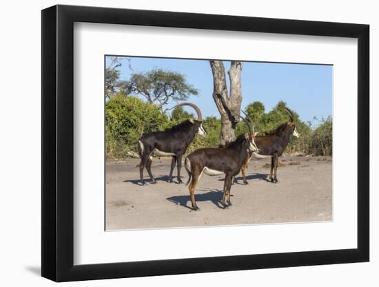 Sable (Hippotragus niger), Chobe National Park, Botswana, Africa-Ann and Steve Toon-Framed Photographic Print