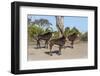 Sable (Hippotragus niger), Chobe National Park, Botswana, Africa-Ann and Steve Toon-Framed Photographic Print