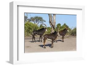Sable (Hippotragus niger), Chobe National Park, Botswana, Africa-Ann and Steve Toon-Framed Photographic Print