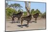 Sable (Hippotragus niger), Chobe National Park, Botswana, Africa-Ann and Steve Toon-Mounted Photographic Print
