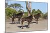 Sable (Hippotragus niger), Chobe National Park, Botswana, Africa-Ann and Steve Toon-Mounted Photographic Print