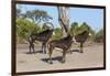 Sable (Hippotragus niger), Chobe National Park, Botswana, Africa-Ann and Steve Toon-Framed Photographic Print