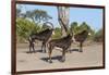 Sable (Hippotragus niger), Chobe National Park, Botswana, Africa-Ann and Steve Toon-Framed Photographic Print