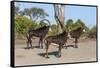 Sable (Hippotragus niger), Chobe National Park, Botswana, Africa-Ann and Steve Toon-Framed Stretched Canvas