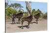 Sable (Hippotragus niger), Chobe National Park, Botswana, Africa-Ann and Steve Toon-Stretched Canvas