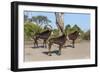 Sable (Hippotragus niger), Chobe National Park, Botswana, Africa-Ann and Steve Toon-Framed Photographic Print