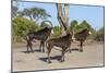 Sable (Hippotragus niger), Chobe National Park, Botswana, Africa-Ann and Steve Toon-Mounted Photographic Print
