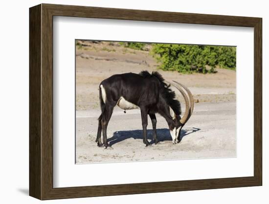 Sable (Hippotragus niger) licking salt, Chobe National Park, Botswana, Africa-Ann and Steve Toon-Framed Photographic Print