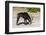 Sable (Hippotragus niger) licking salt, Chobe National Park, Botswana, Africa-Ann and Steve Toon-Framed Photographic Print