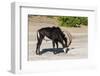 Sable (Hippotragus niger) licking salt, Chobe National Park, Botswana, Africa-Ann and Steve Toon-Framed Photographic Print