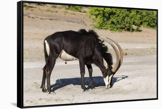 Sable (Hippotragus niger) licking salt, Chobe National Park, Botswana, Africa-Ann and Steve Toon-Framed Stretched Canvas