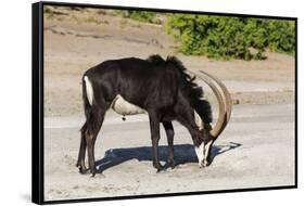 Sable (Hippotragus niger) licking salt, Chobe National Park, Botswana, Africa-Ann and Steve Toon-Framed Stretched Canvas