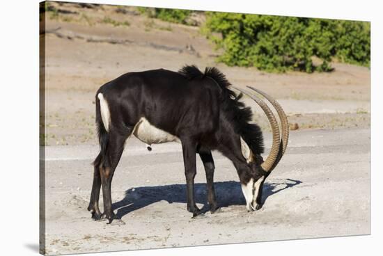 Sable (Hippotragus niger) licking salt, Chobe National Park, Botswana, Africa-Ann and Steve Toon-Stretched Canvas