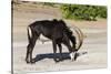 Sable (Hippotragus niger) licking salt, Chobe National Park, Botswana, Africa-Ann and Steve Toon-Stretched Canvas