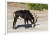 Sable (Hippotragus niger) licking salt, Chobe National Park, Botswana, Africa-Ann and Steve Toon-Framed Photographic Print