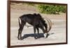 Sable (Hippotragus niger) licking salt, Chobe National Park, Botswana, Africa-Ann and Steve Toon-Framed Photographic Print