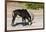 Sable (Hippotragus niger) licking salt, Chobe National Park, Botswana, Africa-Ann and Steve Toon-Framed Photographic Print