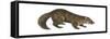 Sable (Martes Zibellina), Weasel, Mammals-Encyclopaedia Britannica-Framed Stretched Canvas