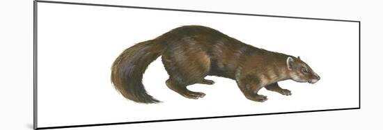 Sable (Martes Zibellina), Weasel, Mammals-Encyclopaedia Britannica-Mounted Poster
