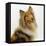 Sable Rough Collie, 2 Years Old, Portrait-Jane Burton-Framed Stretched Canvas
