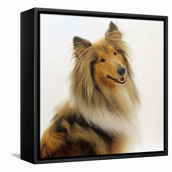 Sable Rough Collie, 2 Years Old, Portrait-Jane Burton-Framed Stretched Canvas