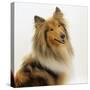 Sable Rough Collie, 2 Years Old, Portrait-Jane Burton-Stretched Canvas