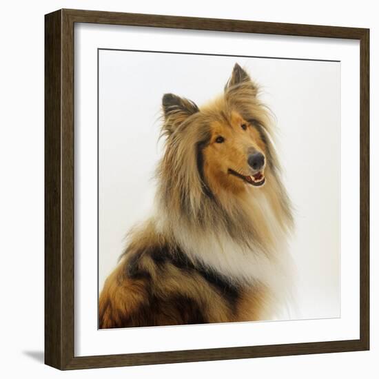 Sable Rough Collie, 2 Years Old, Portrait-Jane Burton-Framed Photographic Print