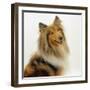 Sable Rough Collie, 2 Years Old, Portrait-Jane Burton-Framed Photographic Print
