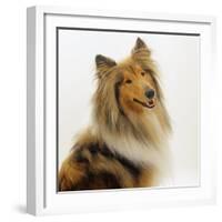 Sable Rough Collie, 2 Years Old, Portrait-Jane Burton-Framed Photographic Print