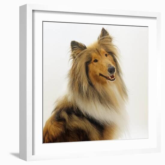 Sable Rough Collie, 2 Years Old, Portrait-Jane Burton-Framed Photographic Print