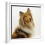 Sable Rough Collie, 2 Years Old, Portrait-Jane Burton-Framed Photographic Print