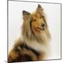 Sable Rough Collie, 2 Years Old, Portrait-Jane Burton-Mounted Photographic Print