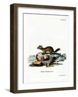 Sable-null-Framed Giclee Print