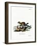 Sable-null-Framed Giclee Print