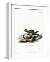 Sable-null-Framed Giclee Print