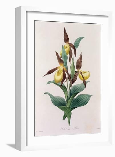 Sabot Des Alpes (Coloured Engraving)-Pierre-Joseph Redouté-Framed Giclee Print