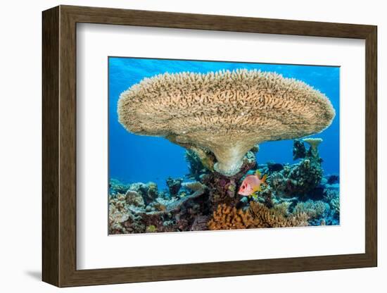 sabre squirrelfish sheltering beneath a large table coral-alex mustard-Framed Photographic Print