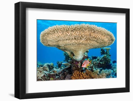 sabre squirrelfish sheltering beneath a large table coral-alex mustard-Framed Photographic Print