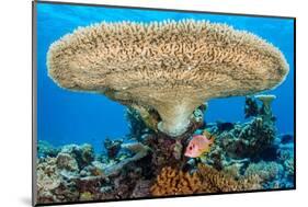 sabre squirrelfish sheltering beneath a large table coral-alex mustard-Mounted Photographic Print