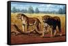 Sabre-toothed Cats, Artwork-Mauricio Anton-Framed Stretched Canvas