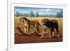 Sabre-toothed Cats, Artwork-Mauricio Anton-Framed Photographic Print