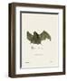 Sac-Winged Bat-null-Framed Giclee Print