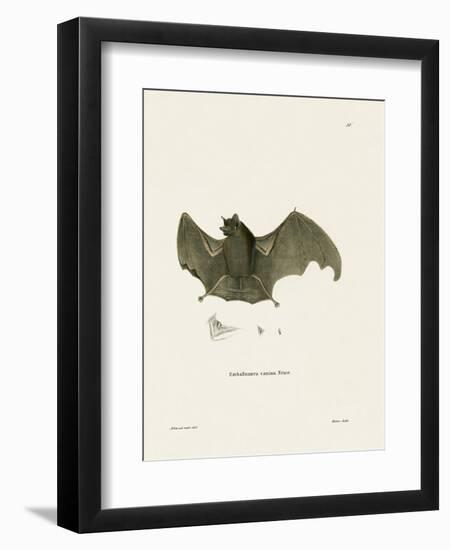 Sac-Winged Bat-null-Framed Giclee Print