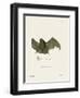 Sac-Winged Bat-null-Framed Giclee Print