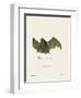 Sac-Winged Bat-null-Framed Giclee Print