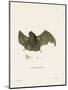 Sac-Winged Bat-null-Mounted Giclee Print