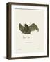 Sac-Winged Bat-null-Framed Giclee Print